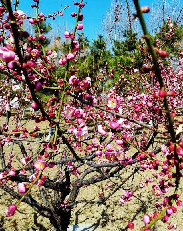 达人分享！轻伤能判几年“桃红柳绿”