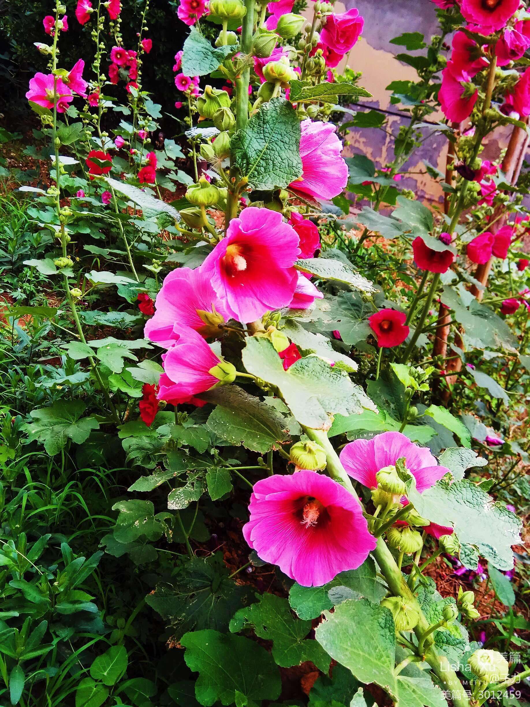 讲解！照片合二为一“夏花依旧”