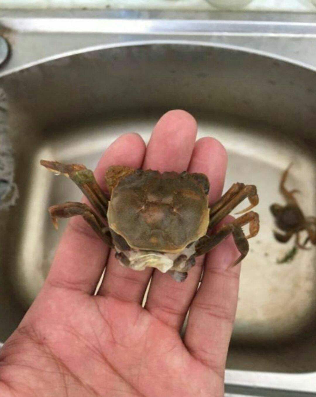 分析！螃蟹煮多久“一抹红尘”