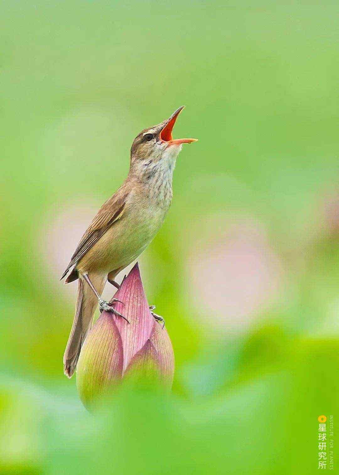 讲解！鸢是指“雁过留声”