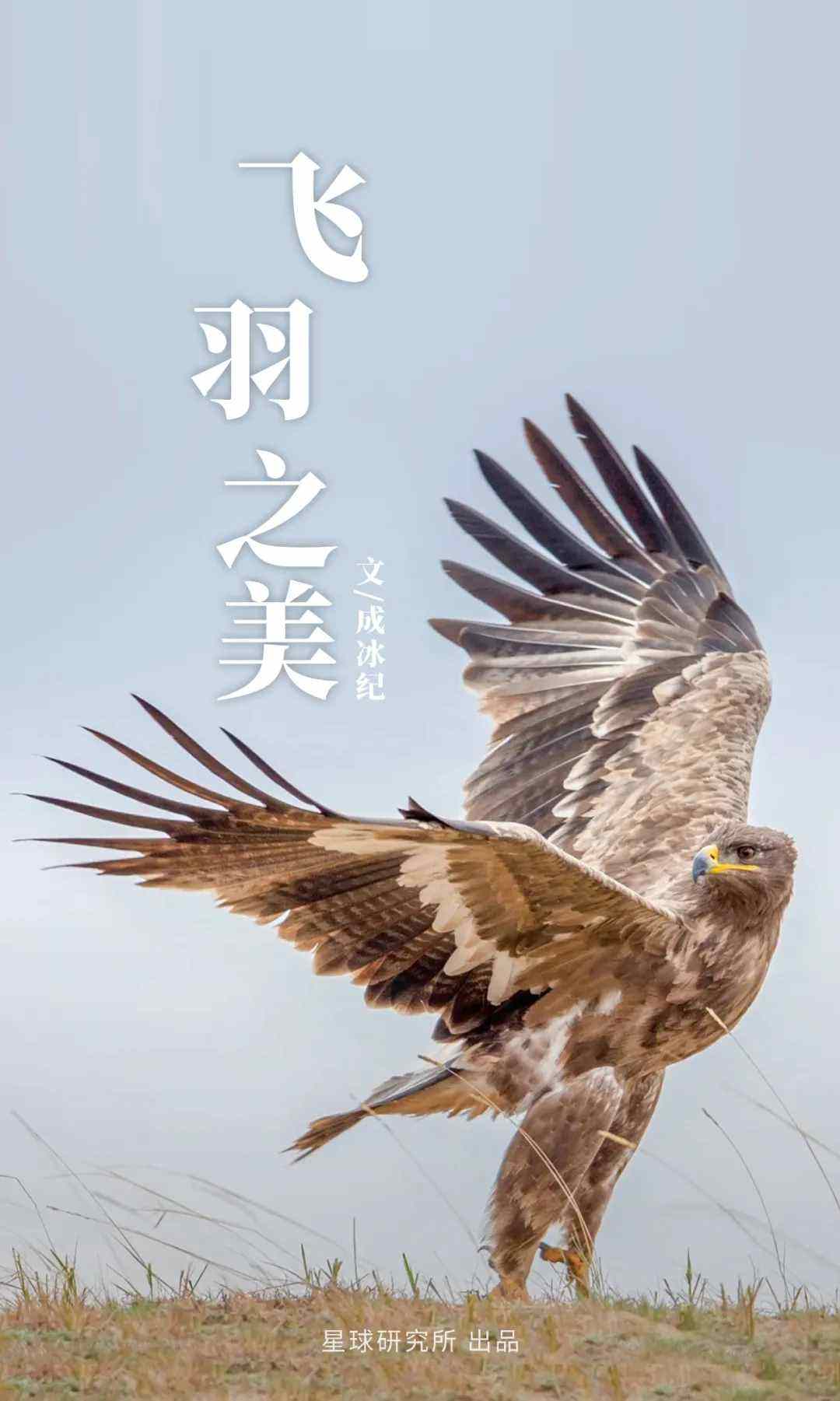 讲解！鸢是指“雁过留声”