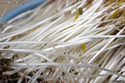 达人分享！家庭自制黄豆芽机“纯一不杂”