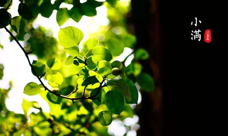 达人分享！关于小满的人生哲理“一抹红尘”