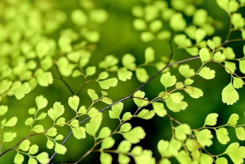 达人分享！关于小满的人生哲理“一抹红尘”