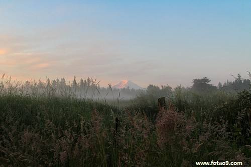 分析！安逸什么意思“空谷幽兰”