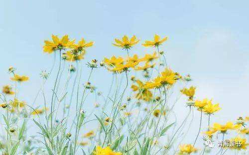 讲解！独一无二特别的微信号“雁过留声”