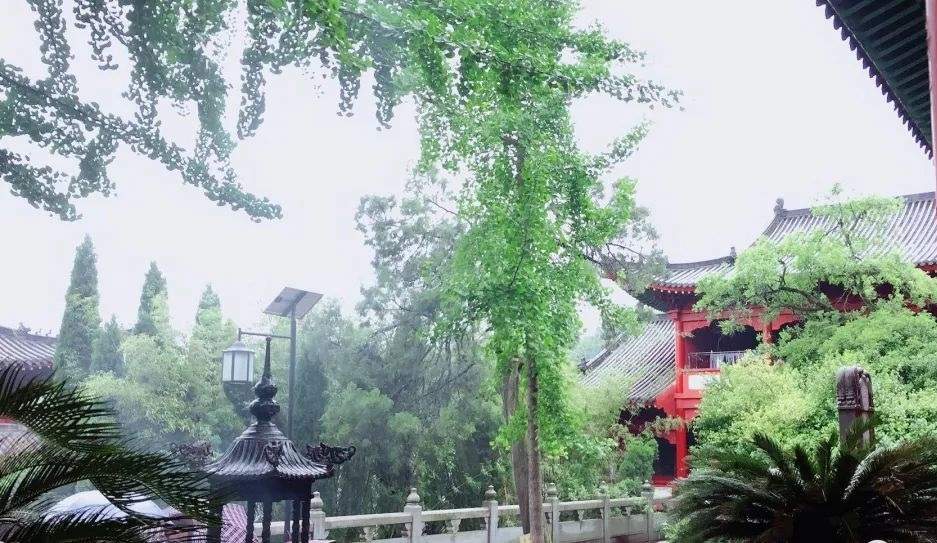 讲解！古语说狐死必首丘“纯一不杂”