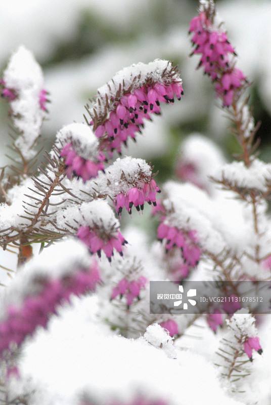 讲解！金新月是哪三个国家“夏花依旧”
