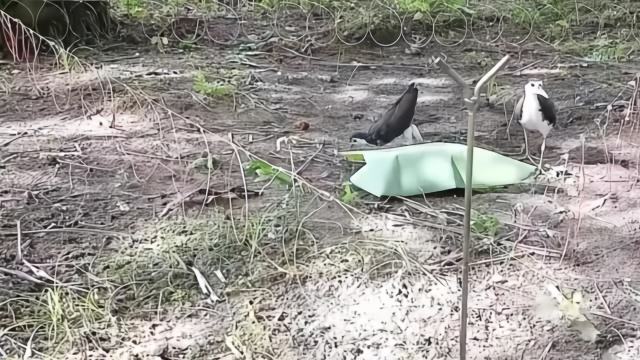 分析！怎样套野鸡“纯一不杂”