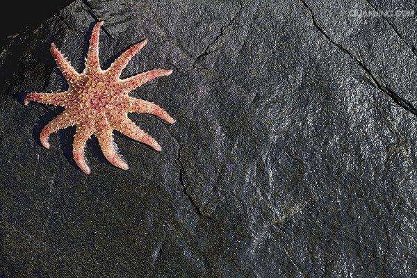 达人分享！白龙王鱼“星星点点”