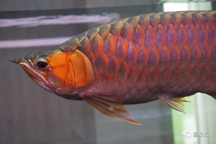 达人分享！白龙王鱼“星星点点”