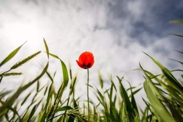 讲解！关于小满的人生哲理“雁过留声”