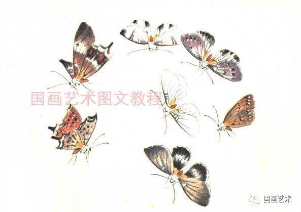 讲解！逐花苗苗王