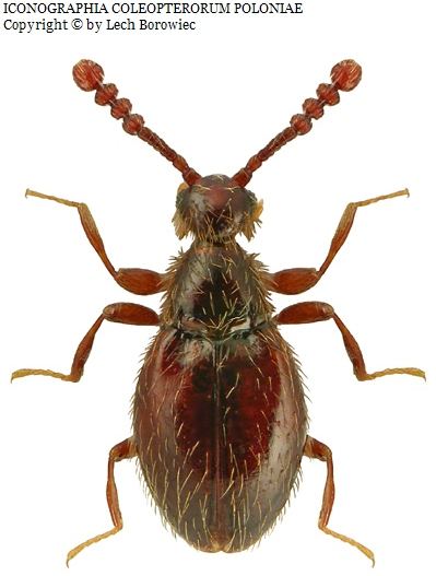 讲解！隐翅虫主要分布在哪里“桃红柳绿”