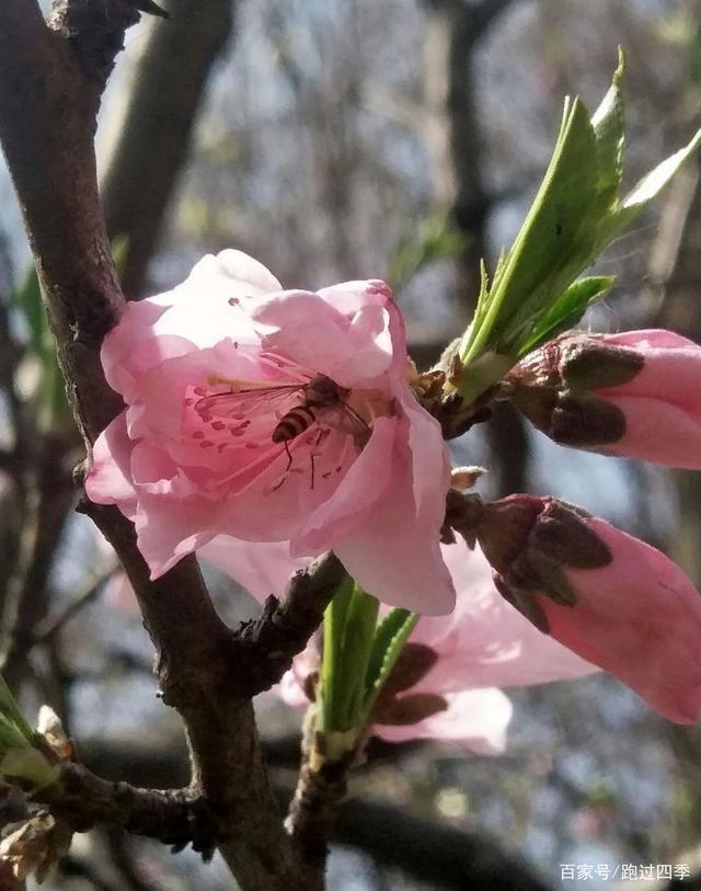 达人分享！微信怎么发彩色文字“桃红柳绿”