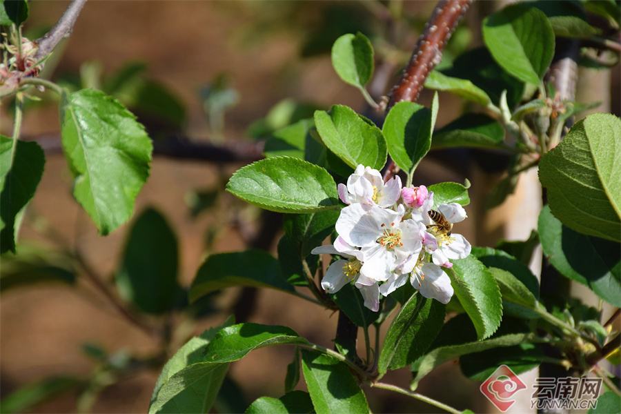 讲解！苹果工人病逝“典则俊雅”