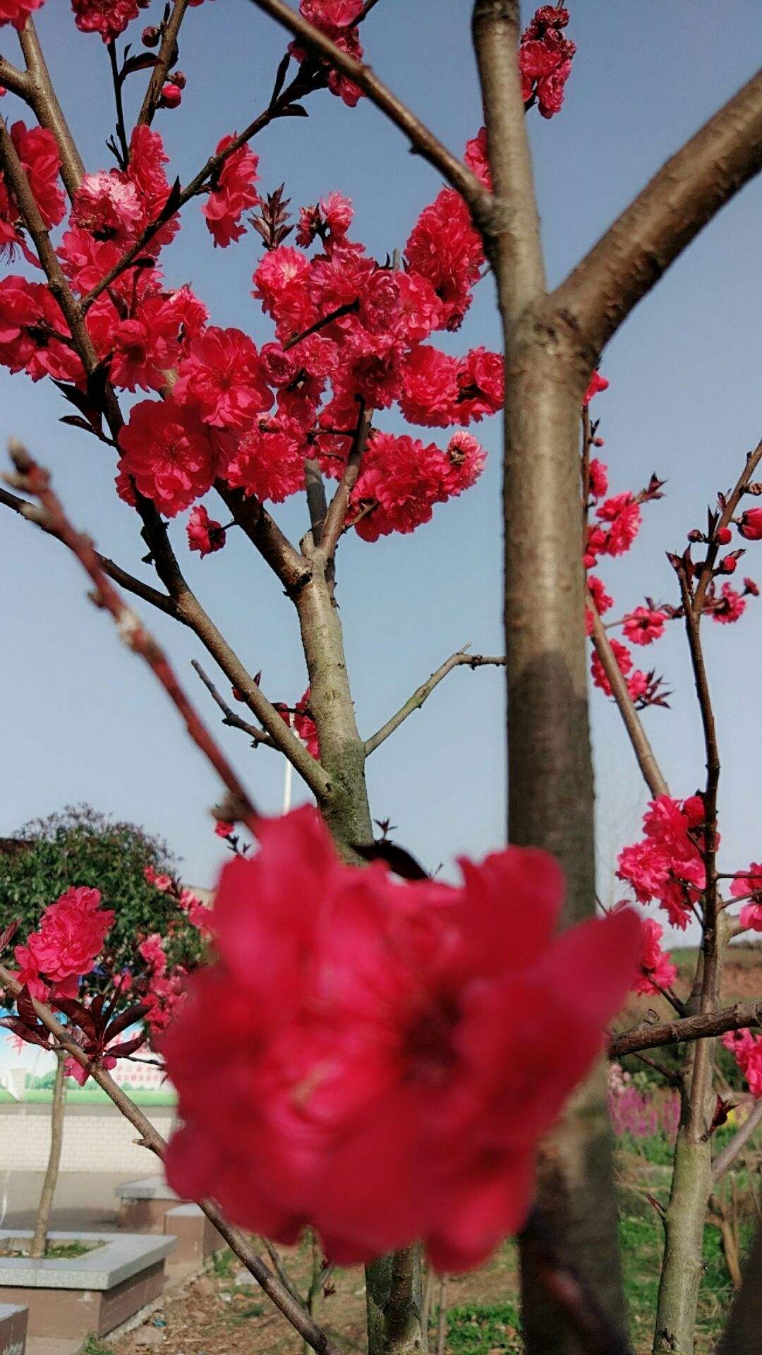 达人分享！冰雪融化打一地名“桃红柳绿”