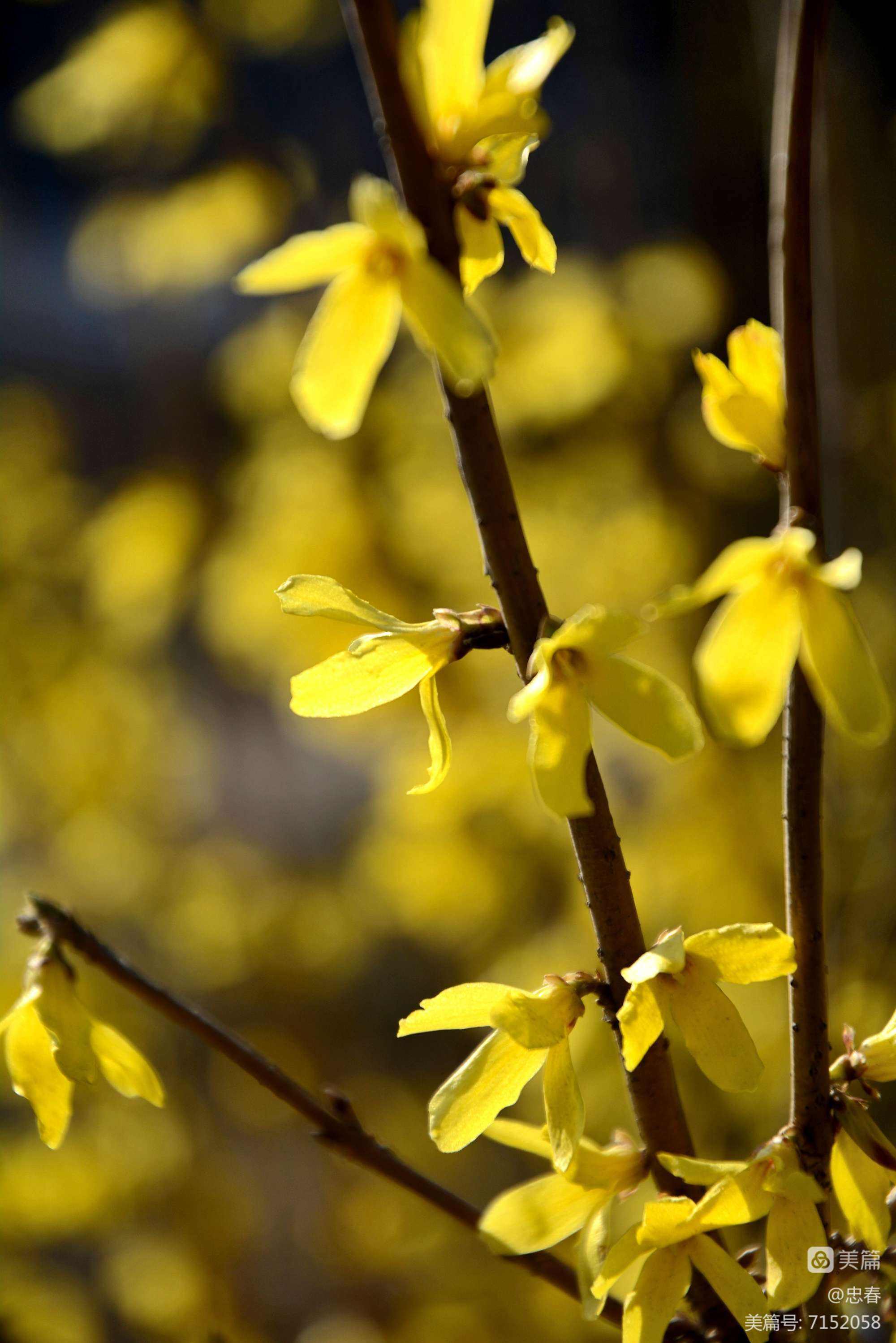 达人分享！冰雪融化打一地名“桃红柳绿”