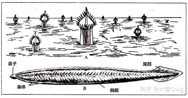 分析！文昌鱼长什么样“冰清水冷”