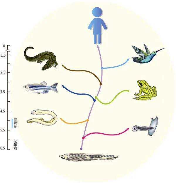 分析！文昌鱼长什么样“冰清水冷”