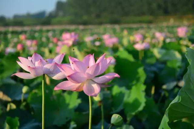 分析！qcc是什么意思“夏花依旧”