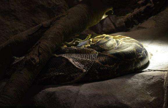 讲解！挖出大蛇“夏花依旧”