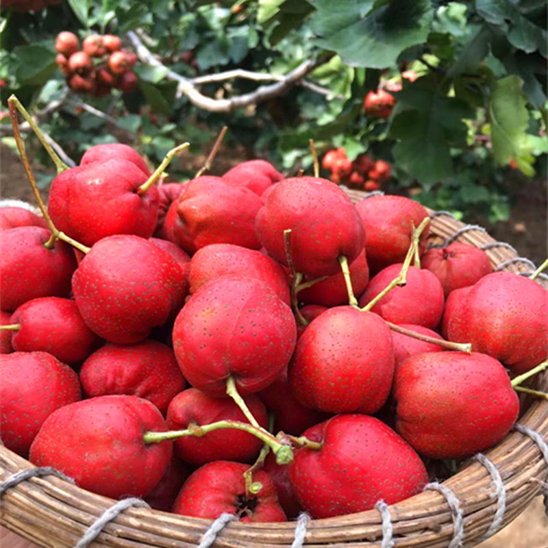 讲解！哪种水果含糖量更高山楂西瓜“星星点点”