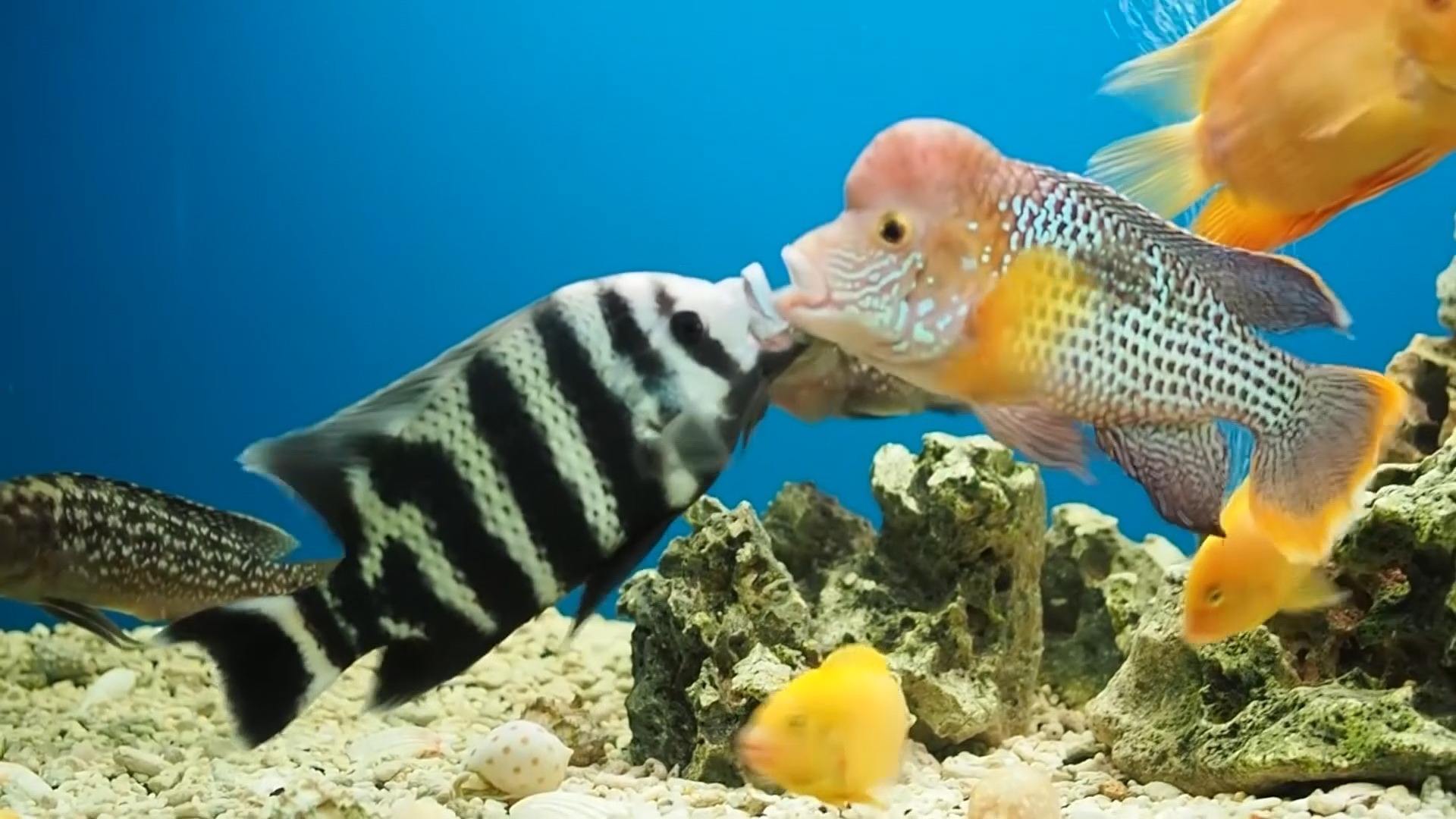 达人分享！世界上最大的鱼类是什么