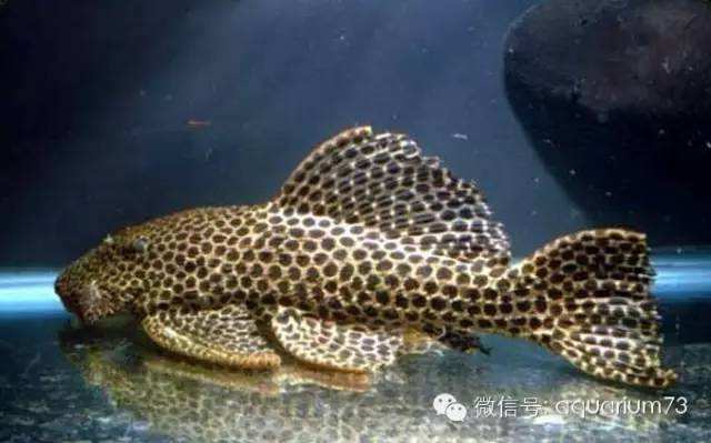 达人分享！世界上最大的鱼类是什么