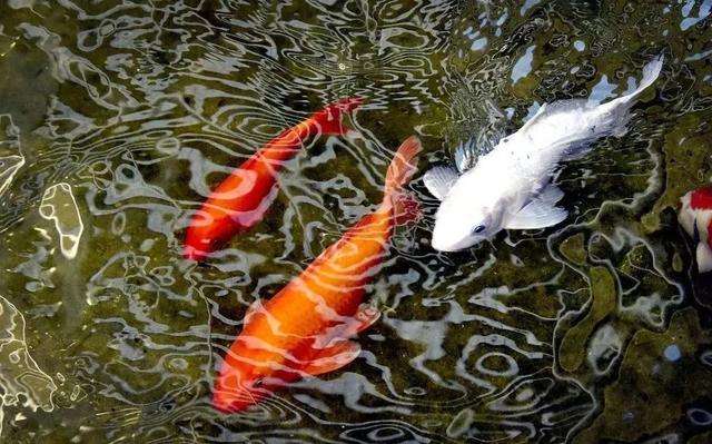 分析！2020年2月4号几点几分立春“一抹红尘”