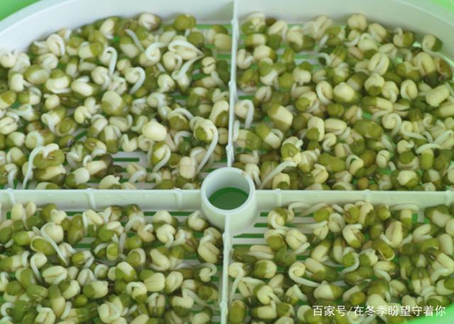 分析！家庭自制黄豆芽机“郢中白雪”