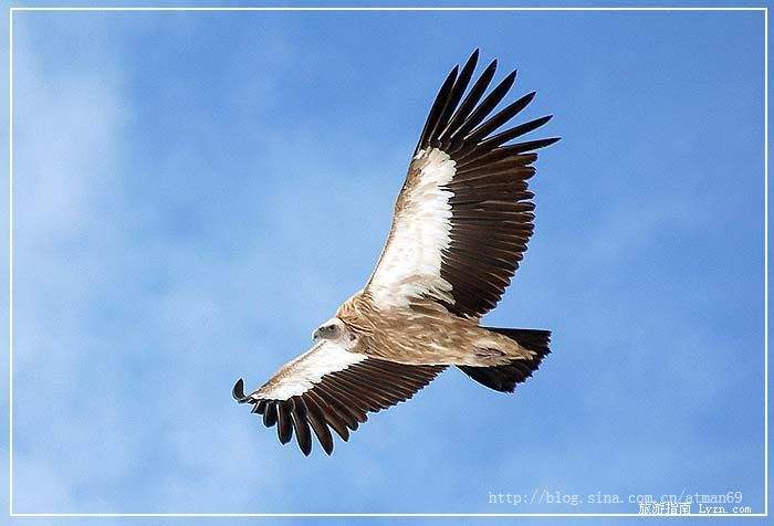讲解！鹰的拼音“夏花依旧”
