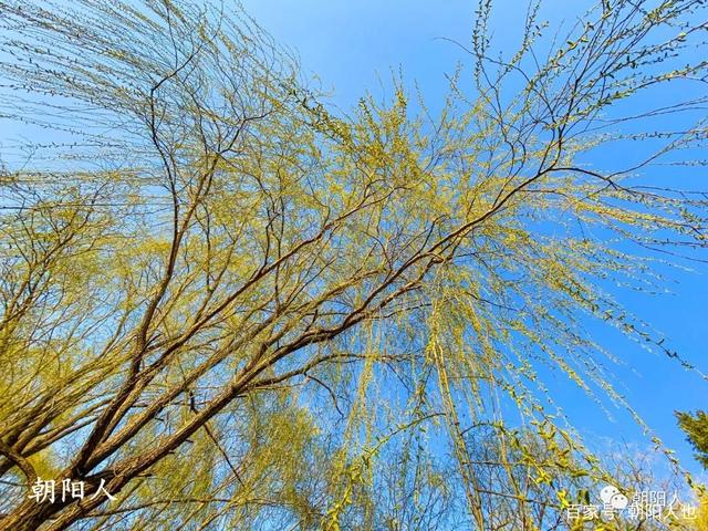 讲解！晒的拼音“桃红柳绿”