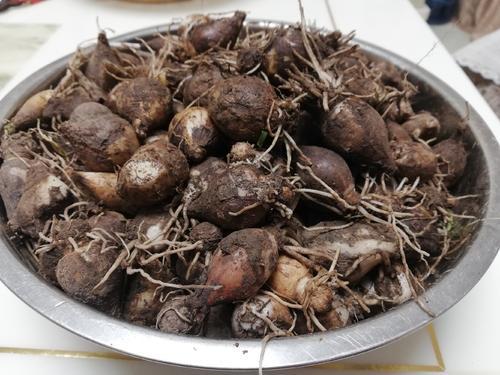 分析！奶枣是什么样的“夏花依旧”