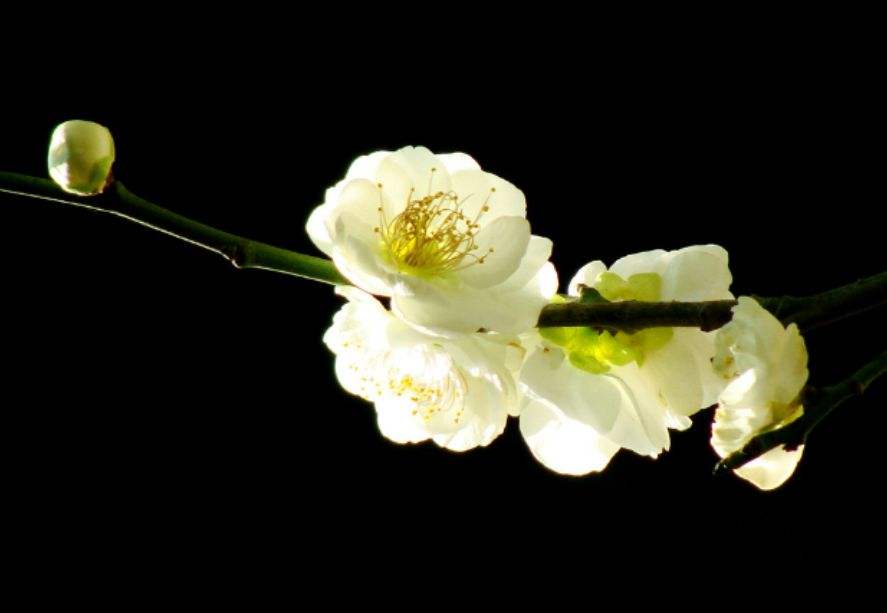 分析！黑莲花形容什么样的人“冰清水冷”