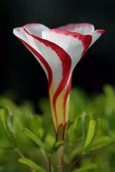 达人分享！花开富贵春“空谷幽兰”