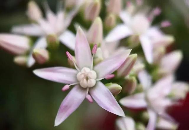 达人分享！花开富贵春“空谷幽兰”