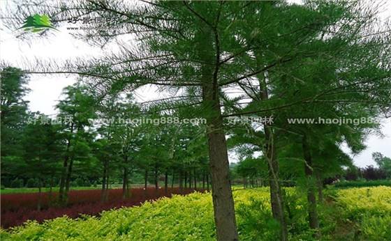 讲解！水杉移栽“冰清水冷”