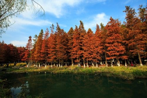 讲解！水杉移栽“冰清水冷”