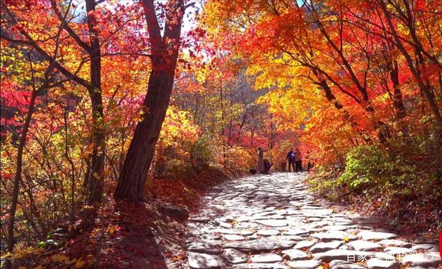 分析！本溪枫叶节“冰清水冷”