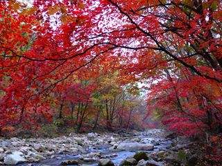 分析！本溪枫叶节“冰清水冷”