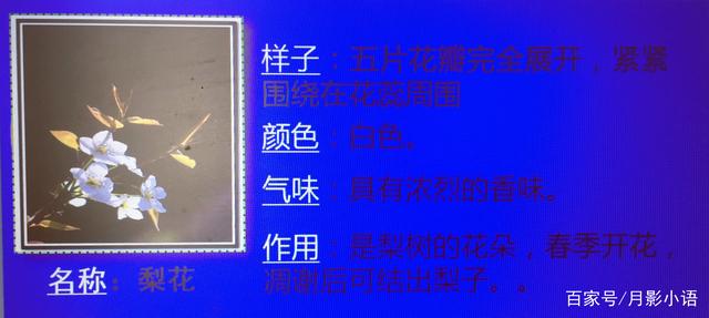 讲解！gate什么意思“桃红柳绿”