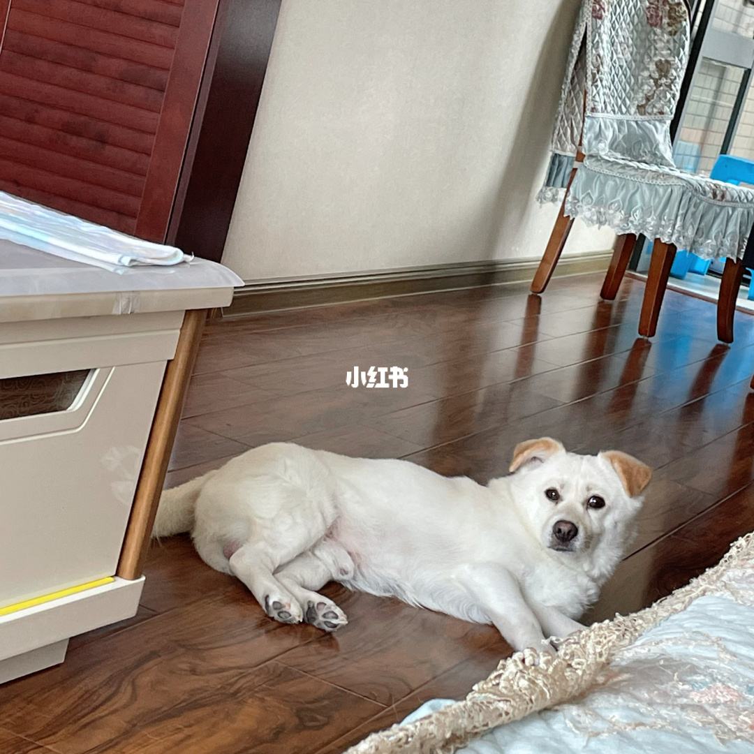 详情！cf懒洋洋辅助“雁过留声”