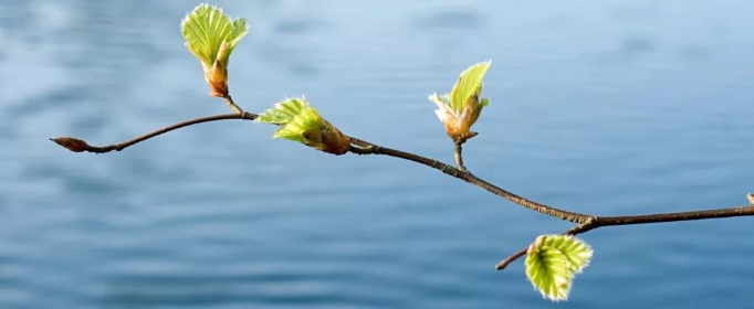 分析！躲春是什么意思怎么躲2021“桃红柳绿”