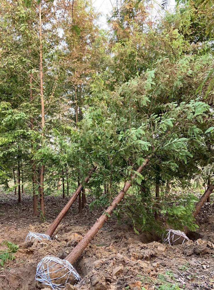 详情！水杉移栽“冰清水冷”