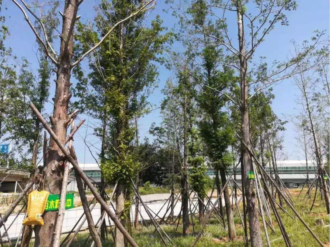 详情！水杉移栽“冰清水冷”