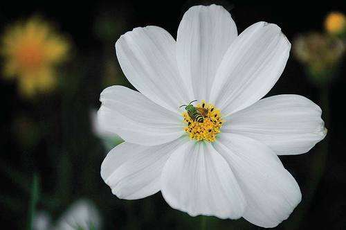 达人分享！邦乔飞“高情逸态”