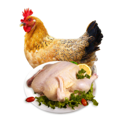 分析！如何在微信找到鸡“冰清水冷”