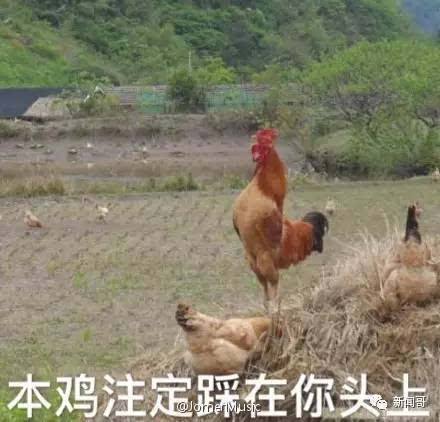 分析！如何在微信找到鸡“冰清水冷”