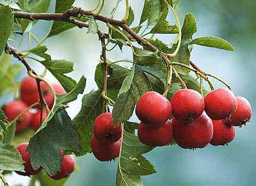 分析！山楂和西瓜哪种水果含糖量更高“夏花依旧”
